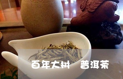 百年大树 普洱茶/2023033088494